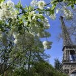 Paris, ville, arbre, biodiversité